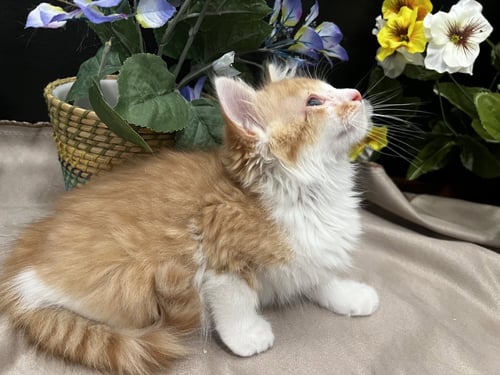 PAWSOME - Tabby / Domestic Medium Hair for adoption in Atlanta