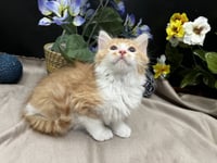 Pawsome - Photo 2