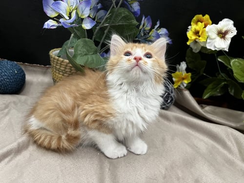 PAWSOME - Tabby / Domestic Medium Hair available for adoption