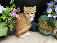 Pawsome - Photo 3