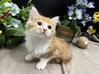 Pawsome - Photo 4