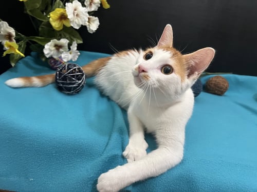 CHINO - Tabby / Domestic Short Hair available for adoption