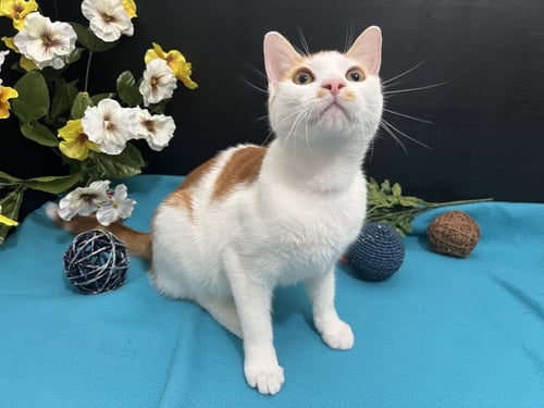 CHINO - Tabby / Domestic Short Hair available for adoption