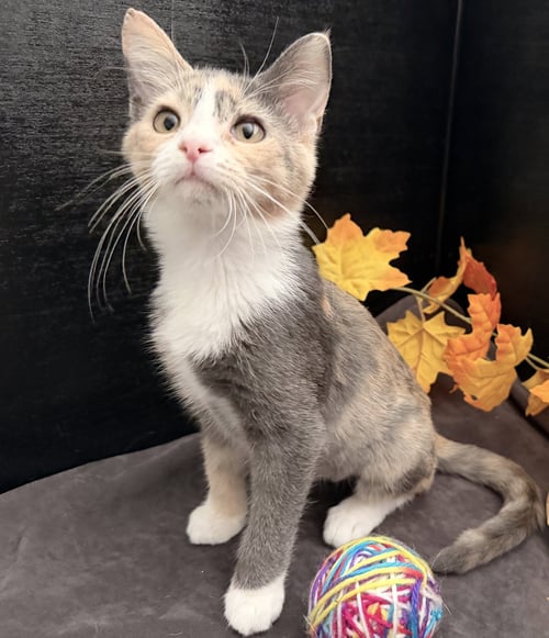 ROBIN - Dilute Calico / Domestic Short Hair available for adoption