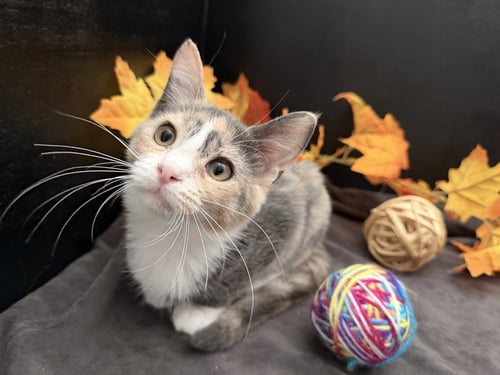 ROBIN - Dilute Calico / Domestic Short Hair available for adoption