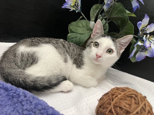 NIX - Tabby / Domestic Short Hair available for adoption