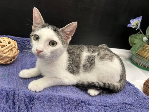 NIX - Tabby / Domestic Short Hair available for adoption