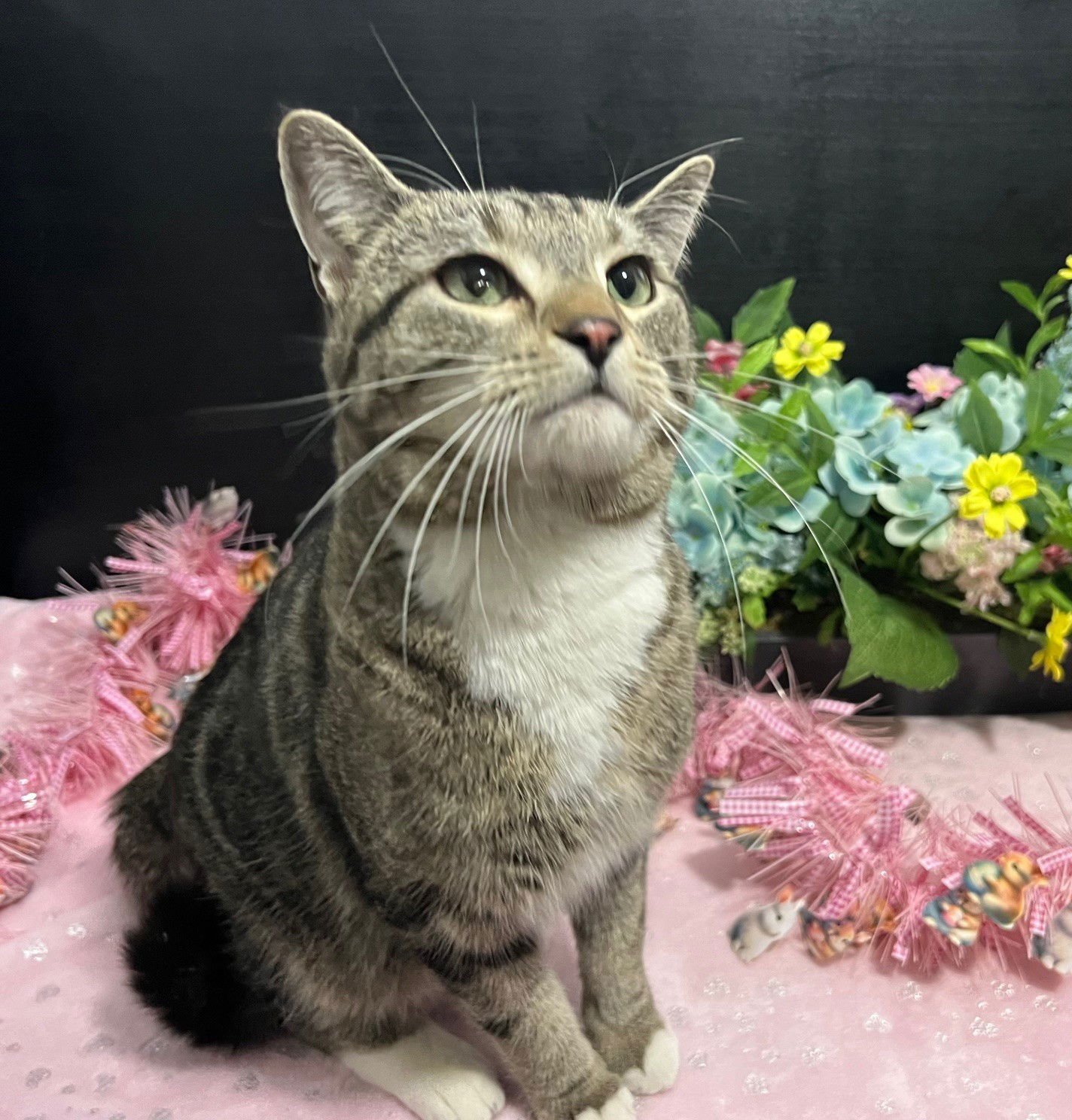 CHARLEE - Tabby / Domestic Short Hair available for adoption