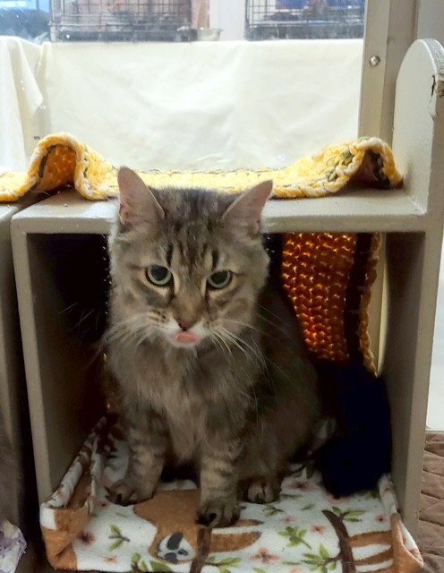 MINX - Domestic Medium Hair / Maine Coon available for adoption