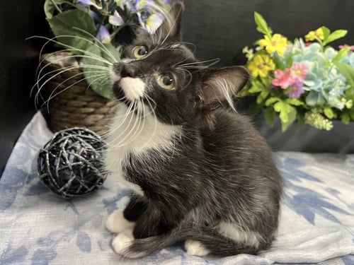 JEEVES - Domestic Medium Hair available for adoption