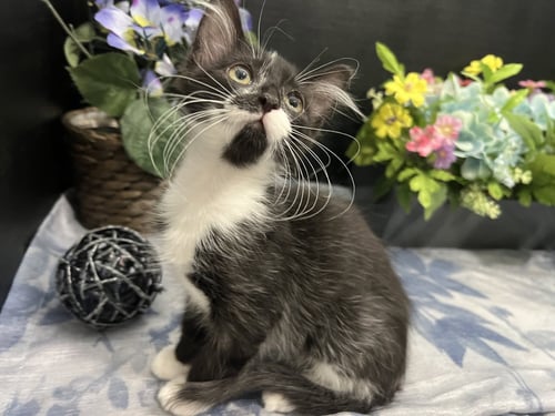 JEEVES - Domestic Medium Hair for adoption in Atlanta
