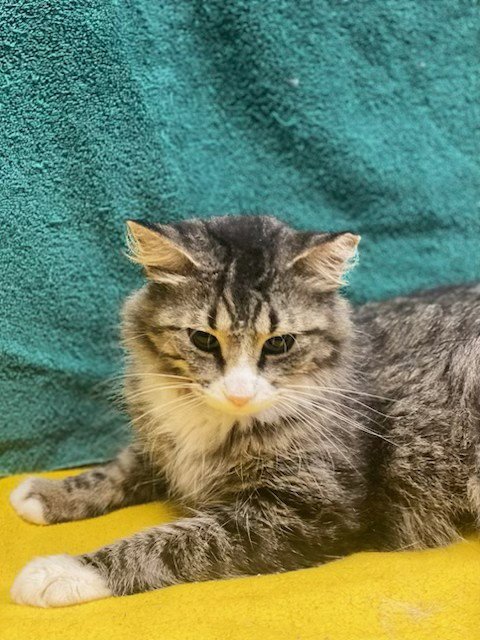 IVEY - Domestic Medium Hair / Maine Coon available for adoption