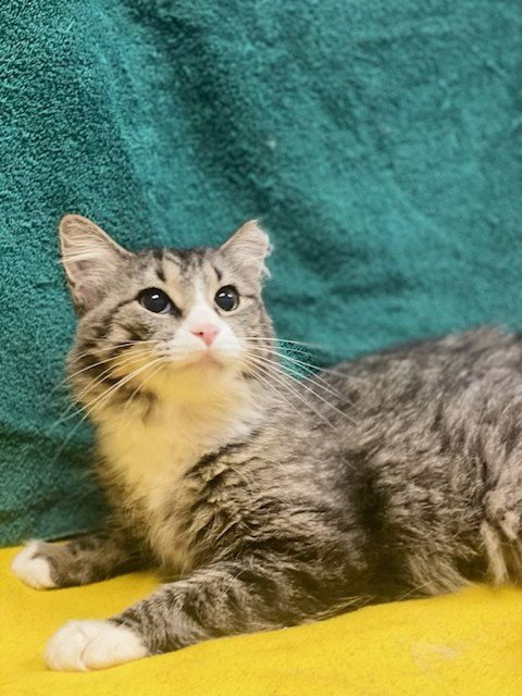 IVEY - Domestic Medium Hair / Maine Coon available for adoption