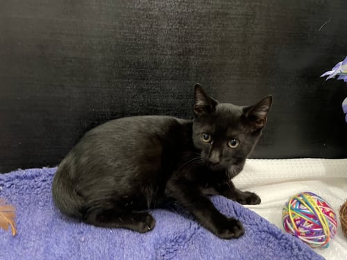 DINO - Domestic Short Hair available for adoption