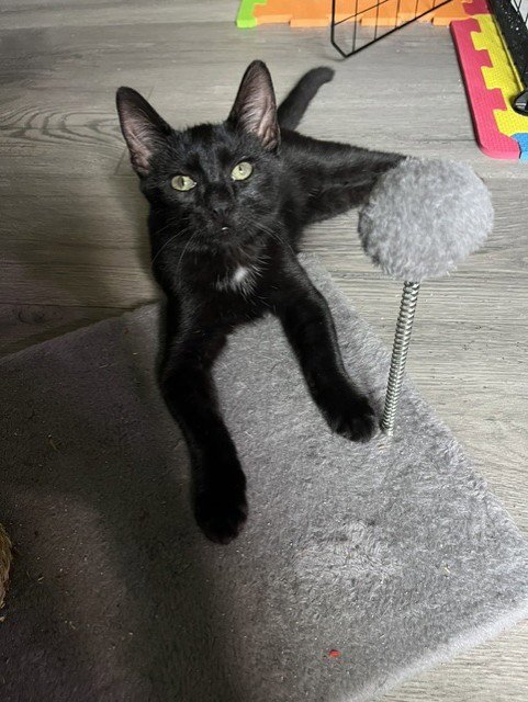 DINO - Domestic Short Hair available for adoption