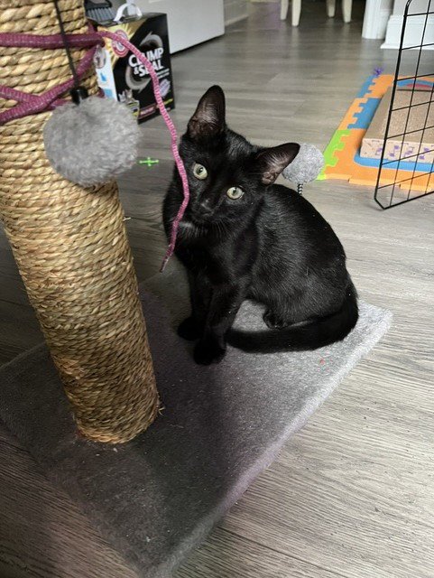DINO - Domestic Short Hair available for adoption