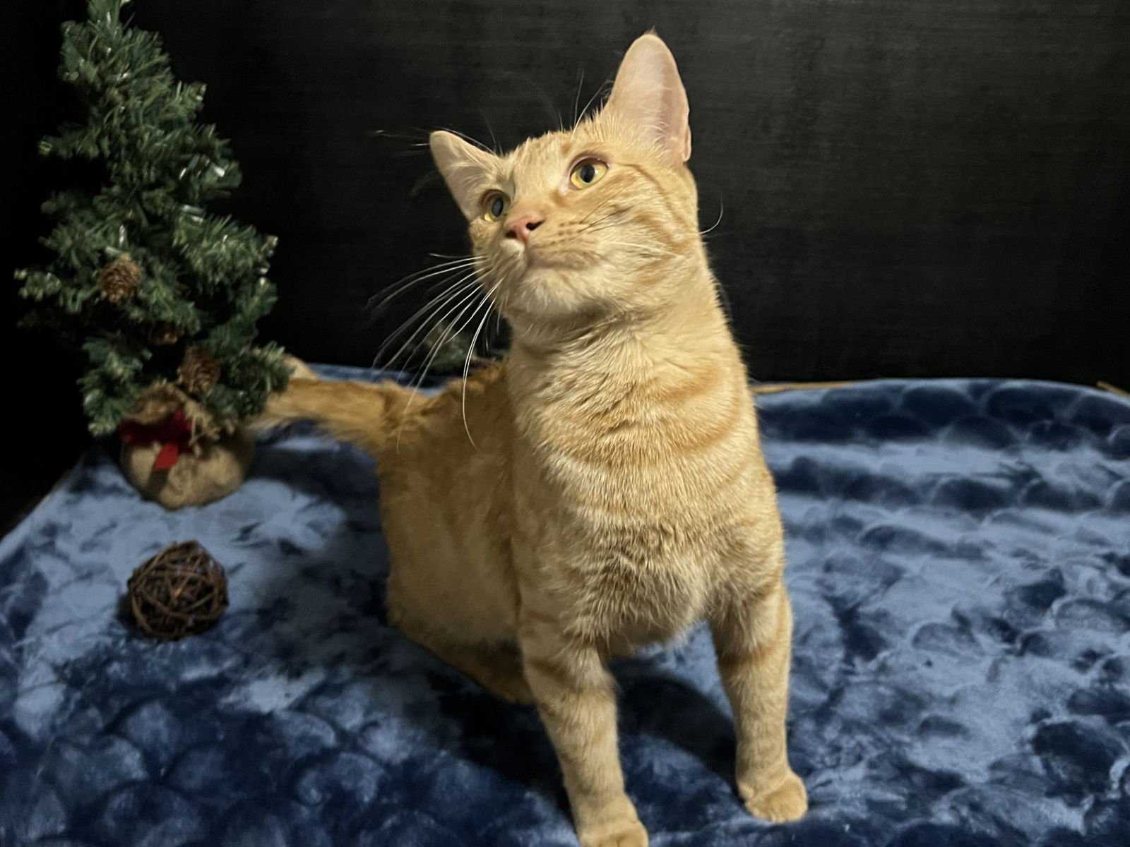 NALA - Tabby / Domestic Short Hair available for adoption