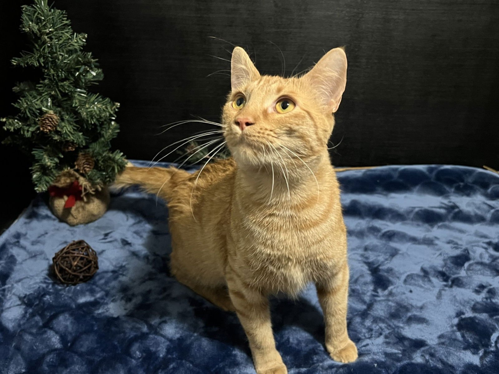 NALA - Tabby / Domestic Short Hair available for adoption