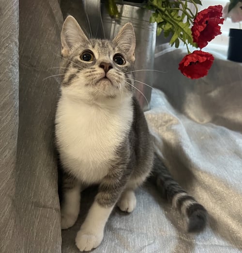 POUNCE - Tabby / Domestic Short Hair for adoption in Atlanta