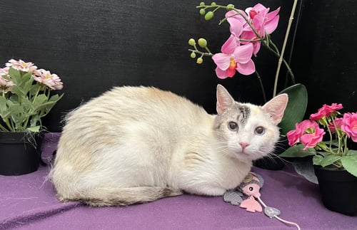 NETTLE - Siamese / Domestic Short Hair available for adoption