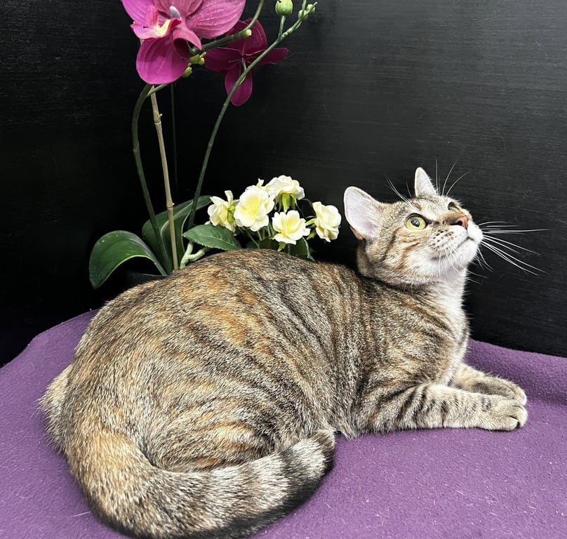 Marigold Image