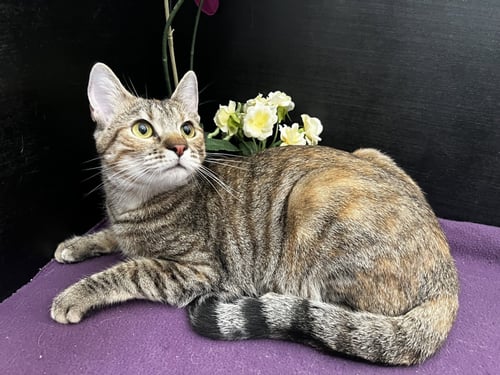 MARIGOLD - Tabby / Domestic Short Hair available for adoption