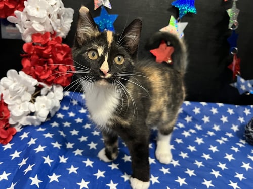 TORI - Calico / Domestic Short Hair for adoption in Atlanta