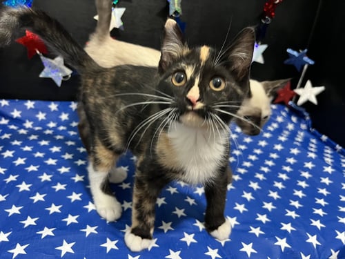 TORI - Calico / Domestic Short Hair available for adoption