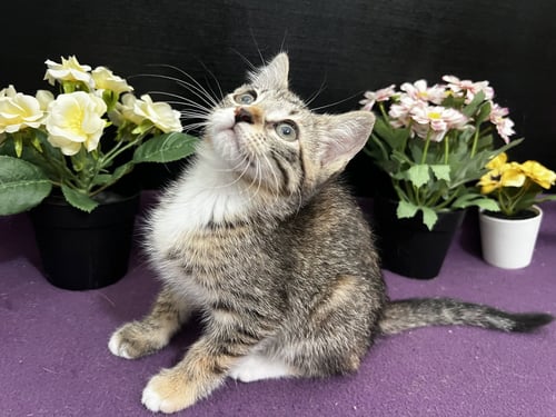JASMINE - Tabby / Domestic Short Hair available for adoption