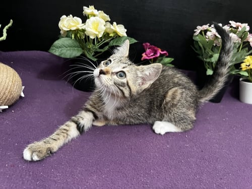 JASMINE - Tabby / Domestic Short Hair available for adoption