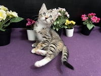 Jasmine - Photo 3