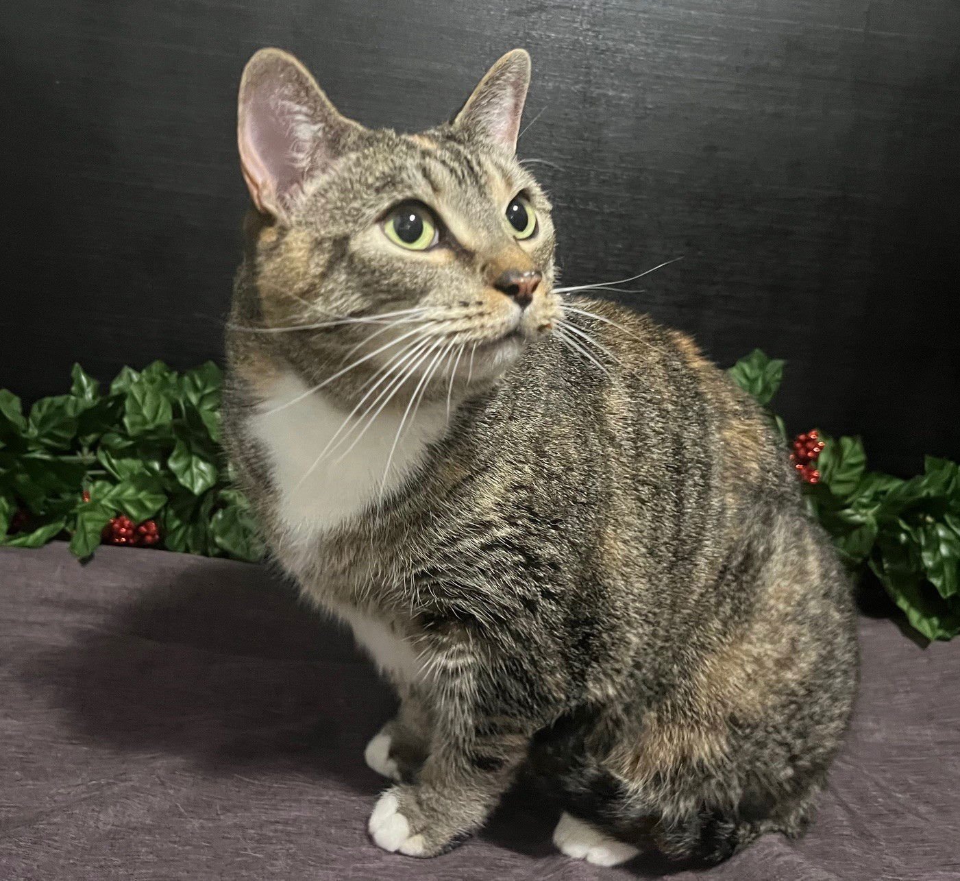 LESLIE - Tabby / Domestic Short Hair available for adoption