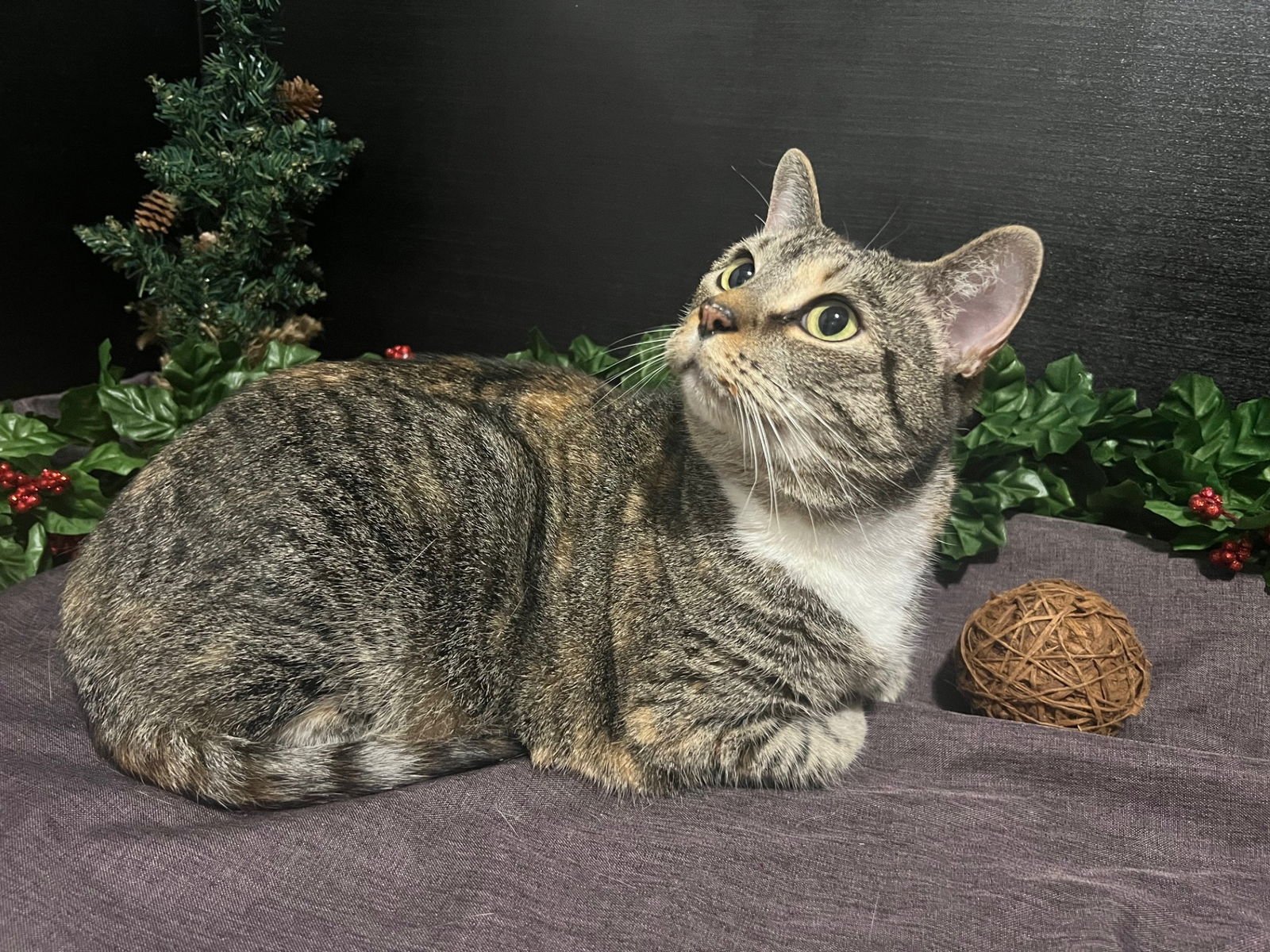 LESLIE - Tabby / Domestic Short Hair available for adoption