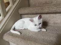 QTip - Photo 4