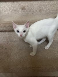 QTip - Photo 2