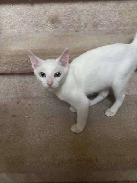 QTIP - Domestic Short Hair available for adoption