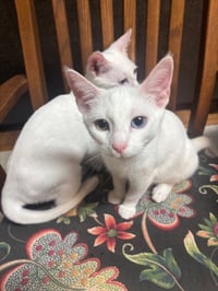 QTip - Photo 3