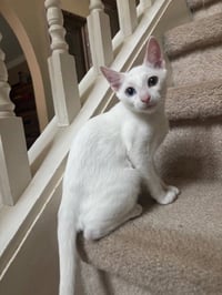 QTip - Photo 1