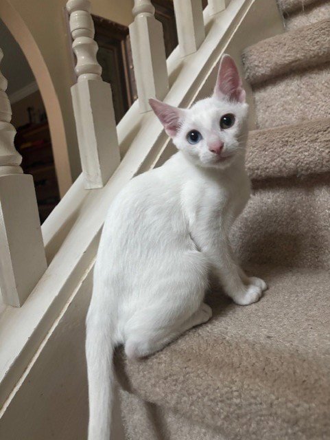 QTIP - Domestic Short Hair available for adoption