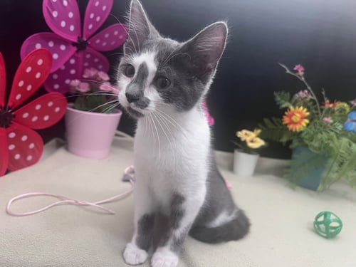 BIRDY - Domestic Short Hair for adoption in Atlanta