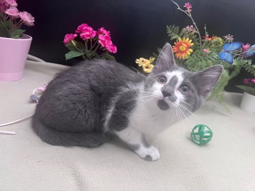 BIRDY - Domestic Short Hair available for adoption