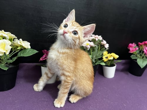 JEFFERSON - Tabby / Domestic Short Hair for adoption in Atlanta