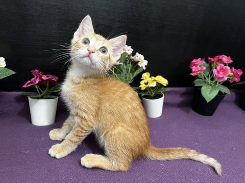 JEFFERSON - Tabby / Domestic Short Hair available for adoption