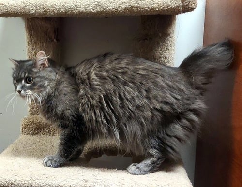 BABY - Domestic Medium Hair / Maine Coon available for adoption
