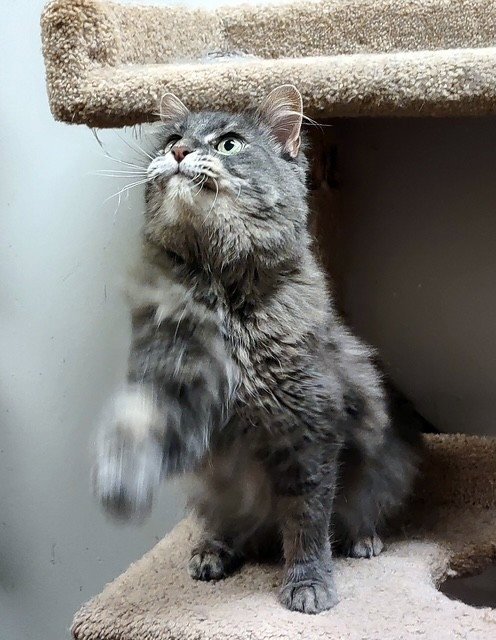 BABY - Domestic Medium Hair / Maine Coon available for adoption