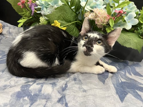 LUPIN - Domestic Short Hair available for adoption