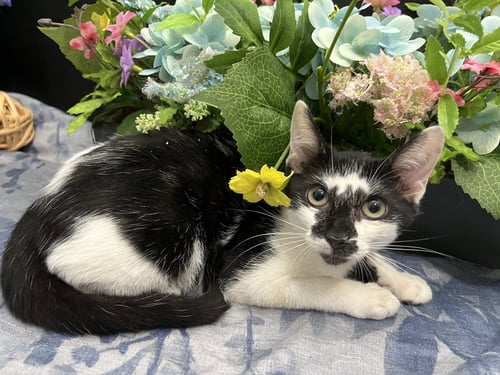 LUPIN - Domestic Short Hair for adoption in Atlanta