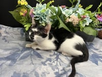 Lupin - Photo 3