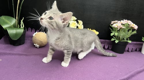 PIP - Tabby / Domestic Short Hair for adoption in Atlanta