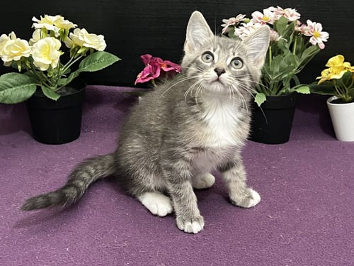 THOMAS - Tabby / Domestic Short Hair for adoption in Atlanta